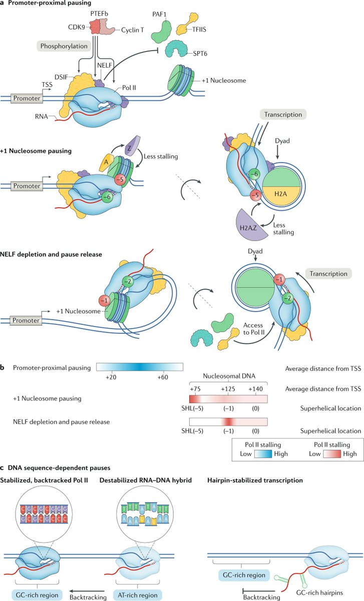 Nature Reviews Molecular Cell Biology tweet media