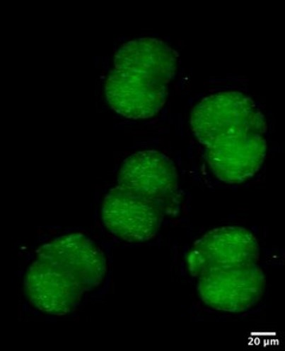 Photometrics's tweet photo. It’s #fluorescencefriday again, today we have #autofluorescence from mouse embryos at the two-cell stage, imaged with the #Iris15 using an open-top #lightsheet at high resolution! Image courtesy of Dr. @stellacorsetti of the @OpticManip group @univofstandrews. https://t.co/xPkPIY2AzA