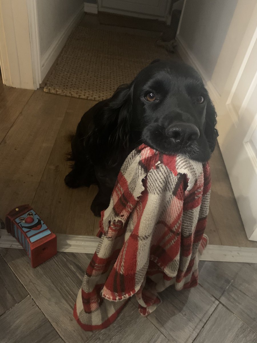DanniiWatkins's tweet photo. After a Tough Day Getting Home to this one waiting is just perfect! So proud to be part of #TeamShropCom & What we can achieve! https://t.co/1WUbLvnRAy