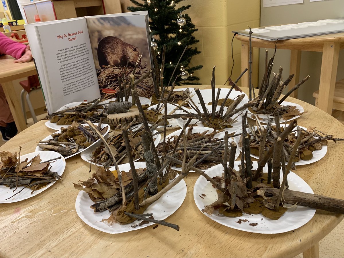 Buchners1s's tweet photo. Today’s Kindergarten STEAM challenge...Design, build and test a beaver dam. #canadiananimals @YCDSB @FFMcGinnCES https://t.co/pyv9NirziN
