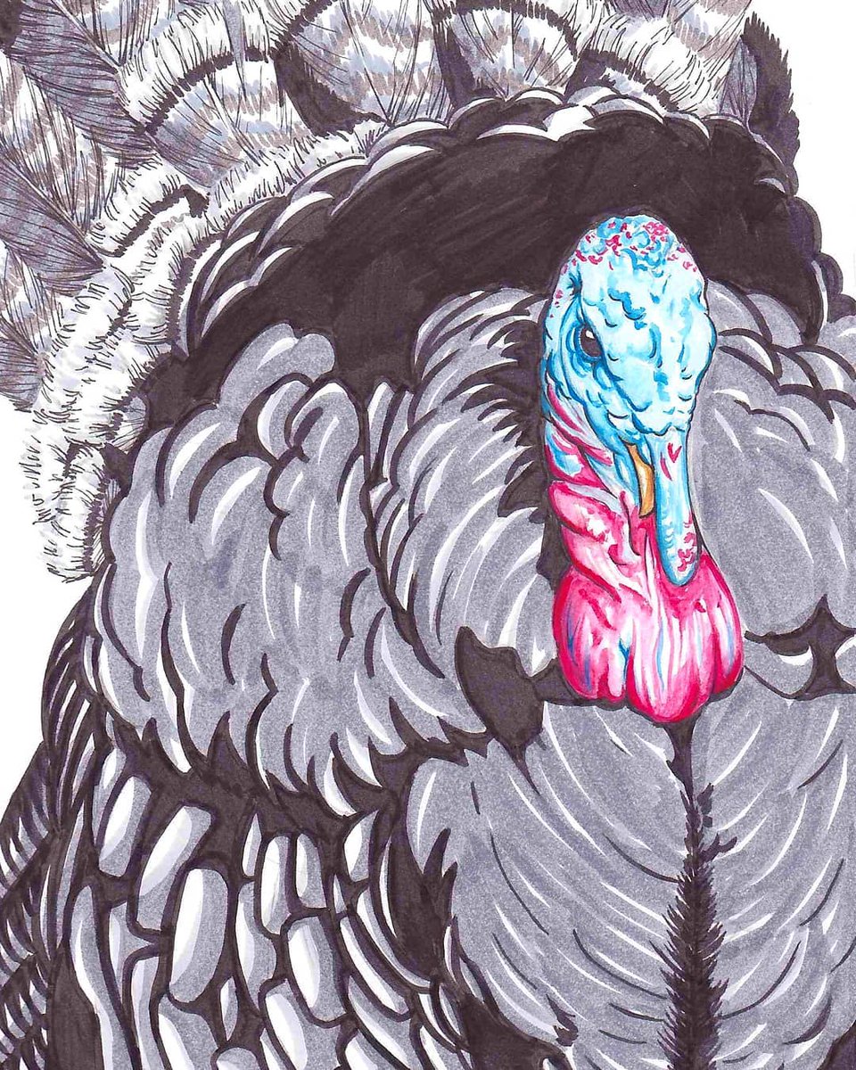 a_ironside's tweet photo. Happy Thanksgiving weekend to my neighbours to the south! 

#artistsontwitter #Turkey #turkeyday #Thankful https://t.co/WlJdwIZ6jo