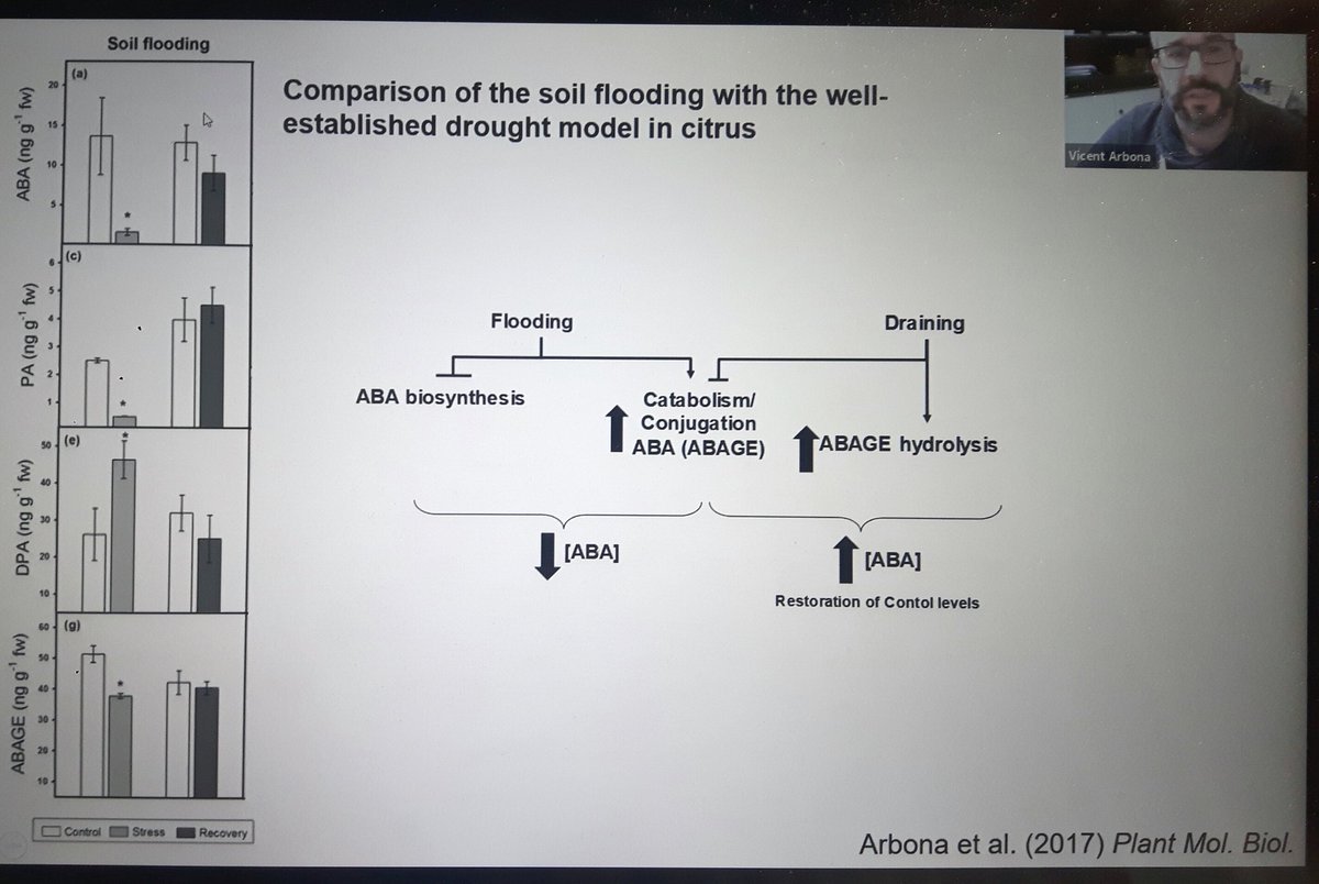 PabloPulidoPQC's tweet image. @arbona_vicent at @xvrbmp delved into #ABA and #metabolic reprogramming triggered by #floading &amp;amp; #hypoxia in crops. Enlightening. I knew mostly about #signalling role of proteolytic degradation of ERFVII by #Ndegron pathway. I could blame @Fra_LicO2si for my ignorance ;)