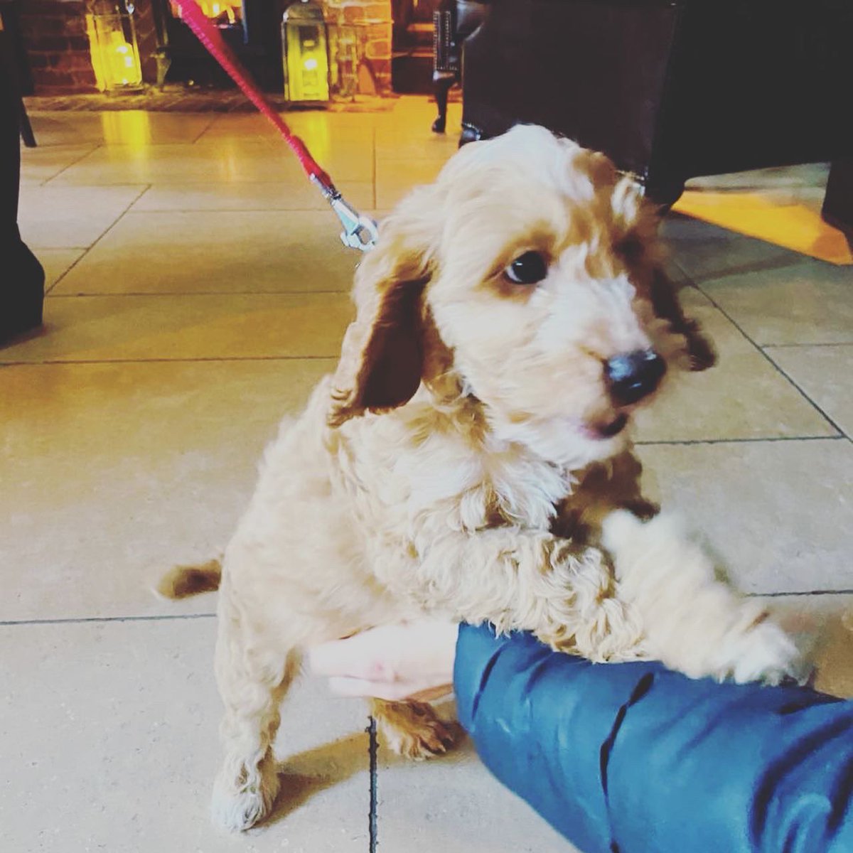 JoFerbrache's tweet photo. So nice to see one of my girlfriends today for lunchtime laughter and lots of food @CheffinsBeau and bonus puppy cuddles 🥰 #fridayvibes #lunchtimelaughs #goodforthesoul #puppylove https://t.co/UmV8epSNGP