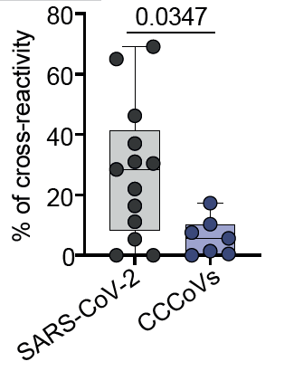 Importantly, common cold CoV-specific T cells only show marginal (<10%) cross-reactivity against  #SARSCoV2. In contrast,  #SARSCoV2 specific T cells can show reasonable cross-reactivity against the common cold CoVs (0-70%). 6/12