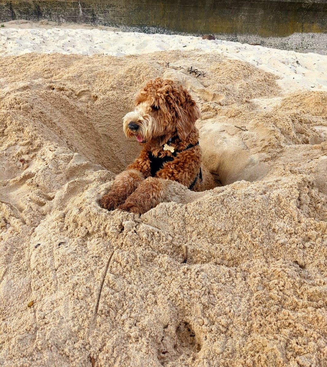 Ziggy_Labradood's tweet photo. I was one happy, tired dog!

#BeachDog #HappyDog https://t.co/vVpI2LuIqs