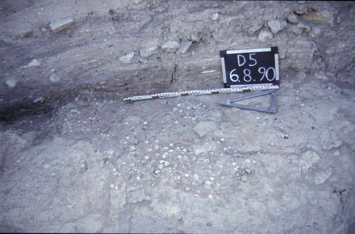 Then grad school took me away from Kinet to  #Tuebingen & to land at Troy (where  @AmsTroyProject et al. work these days). Troy/Troia was a  #shellmidden compared to anything I'd ever seen in the Levant! A shot from a  #BronzeAge deposit: