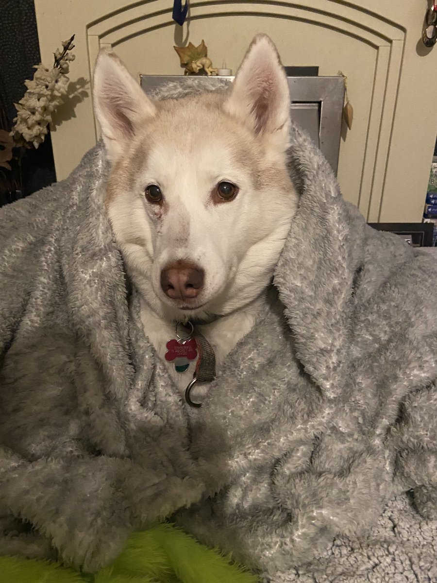 beckywi91126152's tweet photo. A Siberian husky who hates the cold  🐾❤️ #husky #puppylove #hatesthecold #cuddledup #comfycosy https://t.co/ZRBWHcxffL