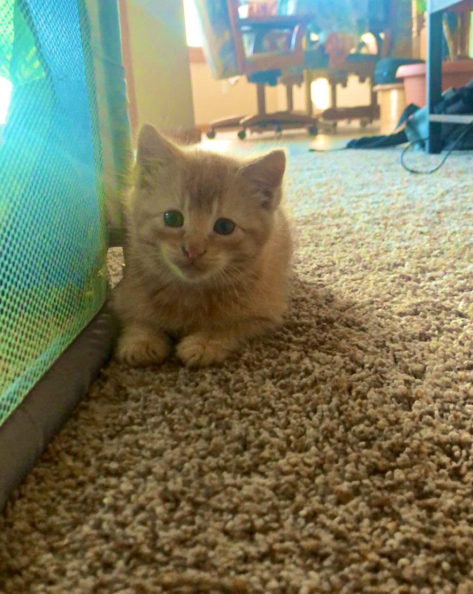 abby_andr's tweet photo. @UNKBiol106 @UNKearney I spent Thanksgiving break relaxing with friends, family, and of course, kittens !! #106Turkey20 https://t.co/ZyybfMcR4R