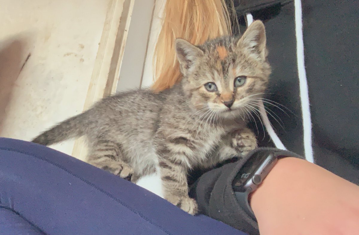 abby_andr's tweet photo. @UNKBiol106 @UNKearney I spent Thanksgiving break relaxing with friends, family, and of course, kittens !! #106Turkey20 https://t.co/ZyybfMcR4R