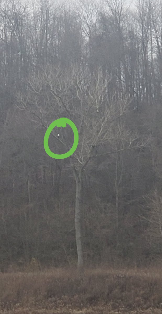aruffini10's tweet photo. Seen alot of wildlife living on Wolf Run, but this is a first. The last couple of weeks there has been a bald eagle hanging out here not even a half-mile from where I grew up! https://t.co/D727IoR1HA