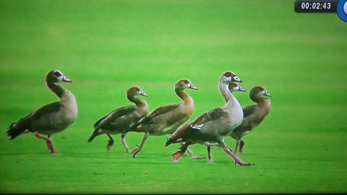 AlFraserZA's tweet image. These chaps had the best seat in an empty house. #sscricket #SAvsEng #Newlands 😘😘😘