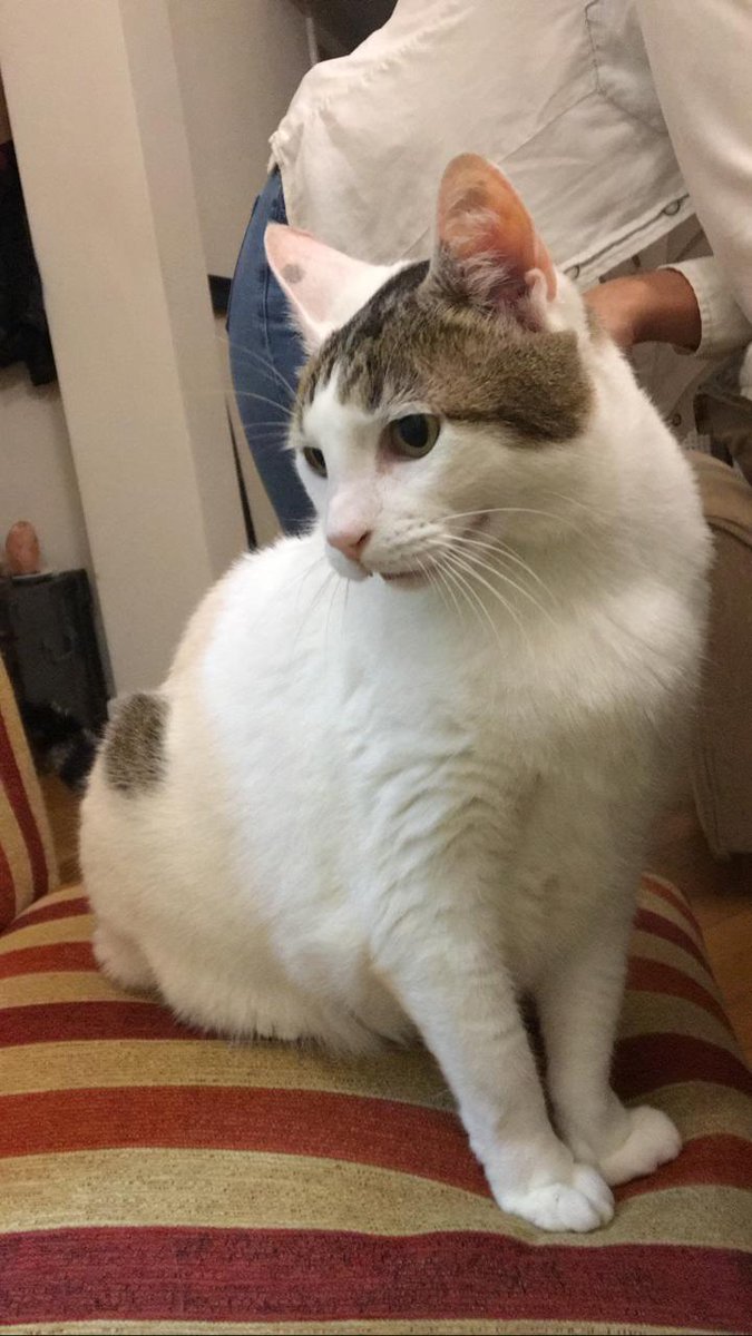ZoeWallingre2's tweet photo. BUSCAMOS HOGAR para este hermoso gatito.
Lo encontramos hace unos días en los Bosques de Palermo muy asustado y hoy ya esta tranquilo, es super mimoso y se adapto re bien🥰
En caso de que no sea en Buenos Aires, nosotros nos encargamos de llevarlo.
COMPARTIR tambien ayuda🙏 https://t.co/oBewaZilJq