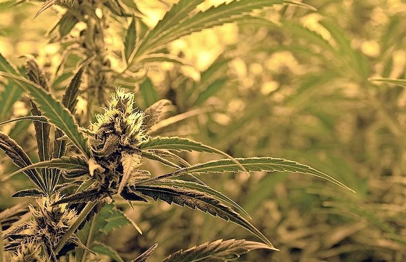 Politie vindt gedroogde henneptoppen in woning Edam..