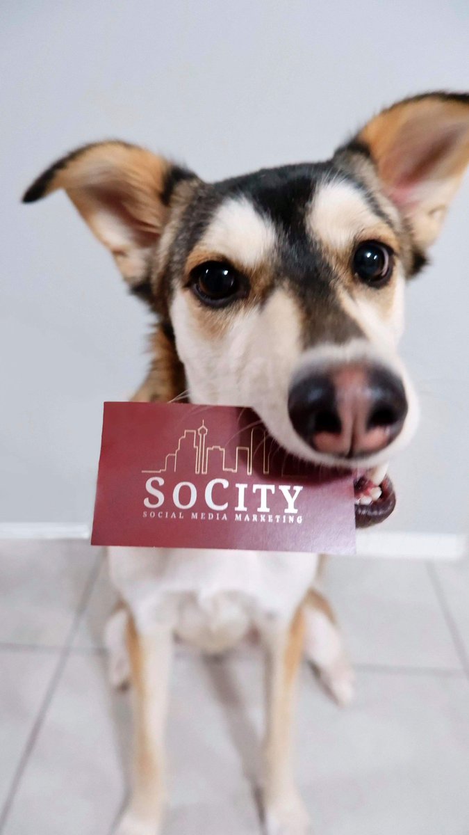 Are you in need of a smile and a 2021 social media strategy? Miss. Ivy has something she wants to give you! 

Click to see the full photo. 

#socialmediamarketing #socialmediastrategy #marketing