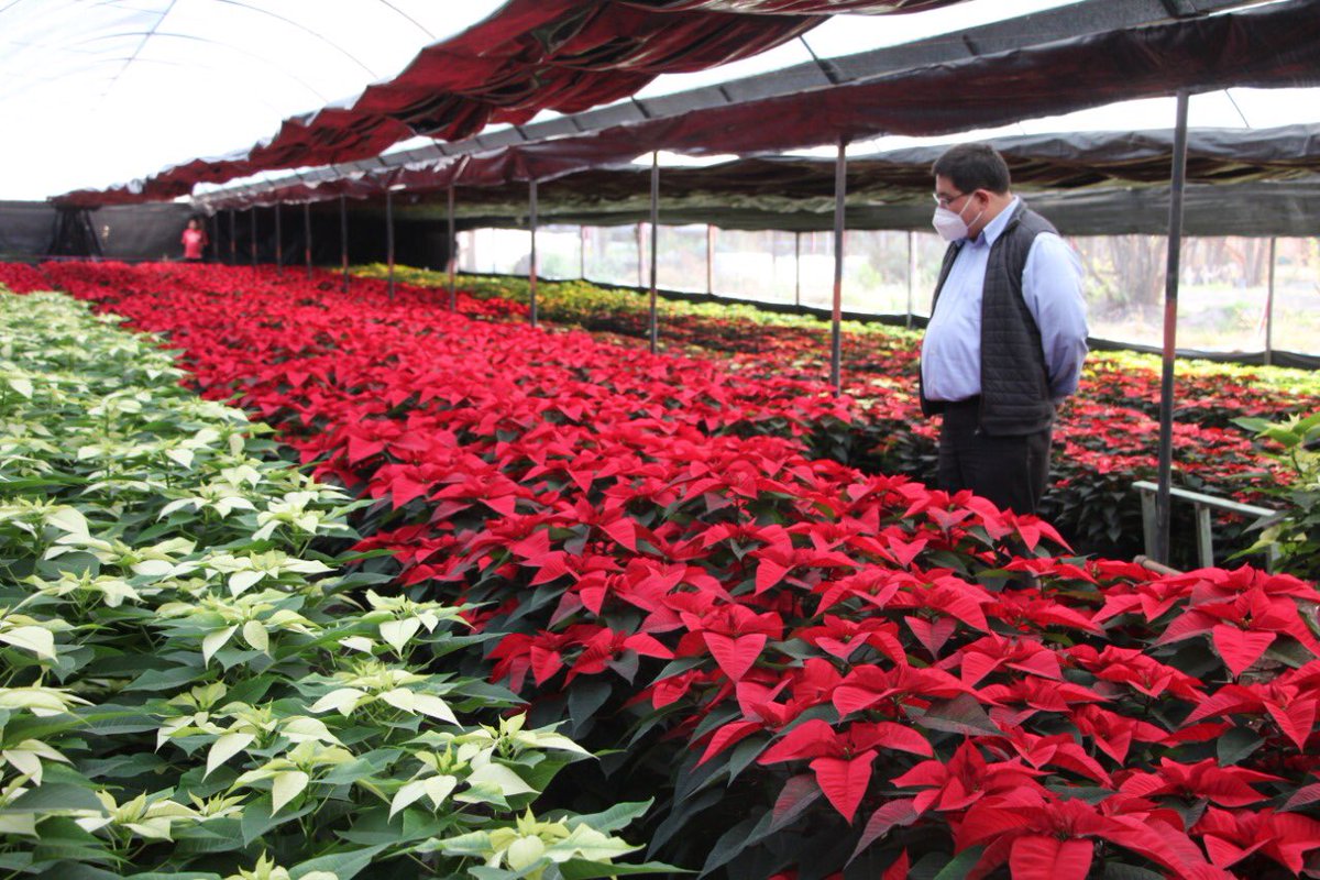 JoseCarlosXoch's tweet photo. Nuestros productores de nochebuenas son ejemplo de dedicación, esmero y amor por la tierra. 

Cada año se preparan desde mayo para ofrecer esta tradicional planta decembrina. Apoyemos a las familias dedicadas a esta actividad, comprando en los diversos puntos de venta. https://t.co/fRbokCKj8s