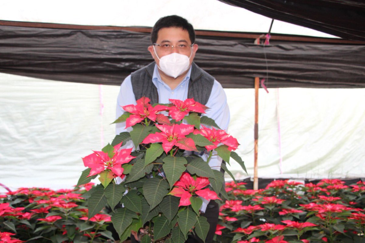 JoseCarlosXoch's tweet photo. Nuestros productores de nochebuenas son ejemplo de dedicación, esmero y amor por la tierra. 

Cada año se preparan desde mayo para ofrecer esta tradicional planta decembrina. Apoyemos a las familias dedicadas a esta actividad, comprando en los diversos puntos de venta. https://t.co/fRbokCKj8s