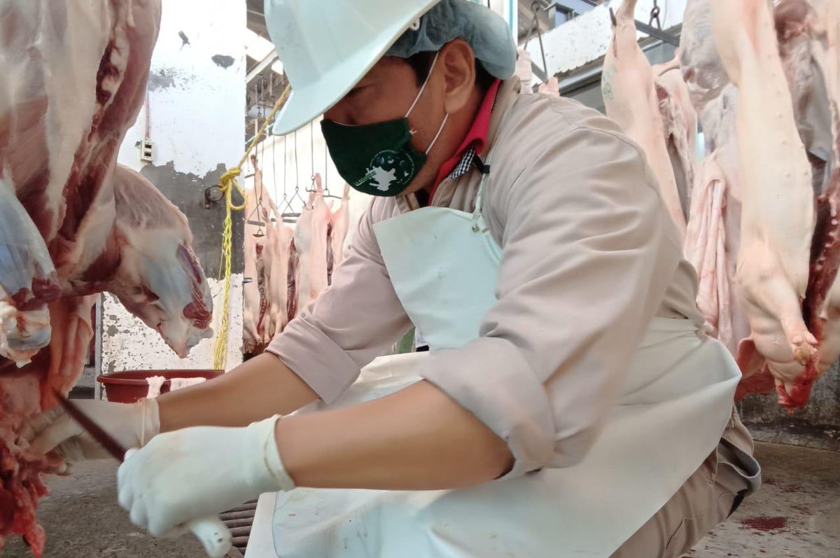 cefpphidalgo's tweet photo. Debido a que México se encuentra libre de la enfermedad de Fiebre Porcina Clásica desde agosto del 2012, realizamos la toma de muestras en Rastros municipales como parte de la Vigilancia Epidemiológica en porcinos, para confirmar la ausencia de la enfermedad en el Estado https://t.co/xzY0Z4i7DN