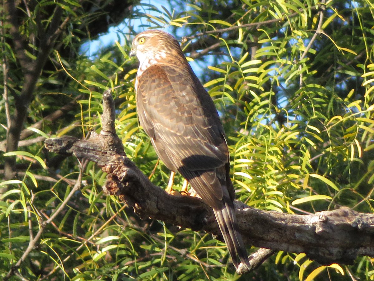 whatabirder's tweet photo. sharp-shinned hawk ? #birds #birding #Sharpie #hawks #birdwatching #nature #Texas #wildlife #HomeSweetHome https://t.co/fzjyXBhzJ3