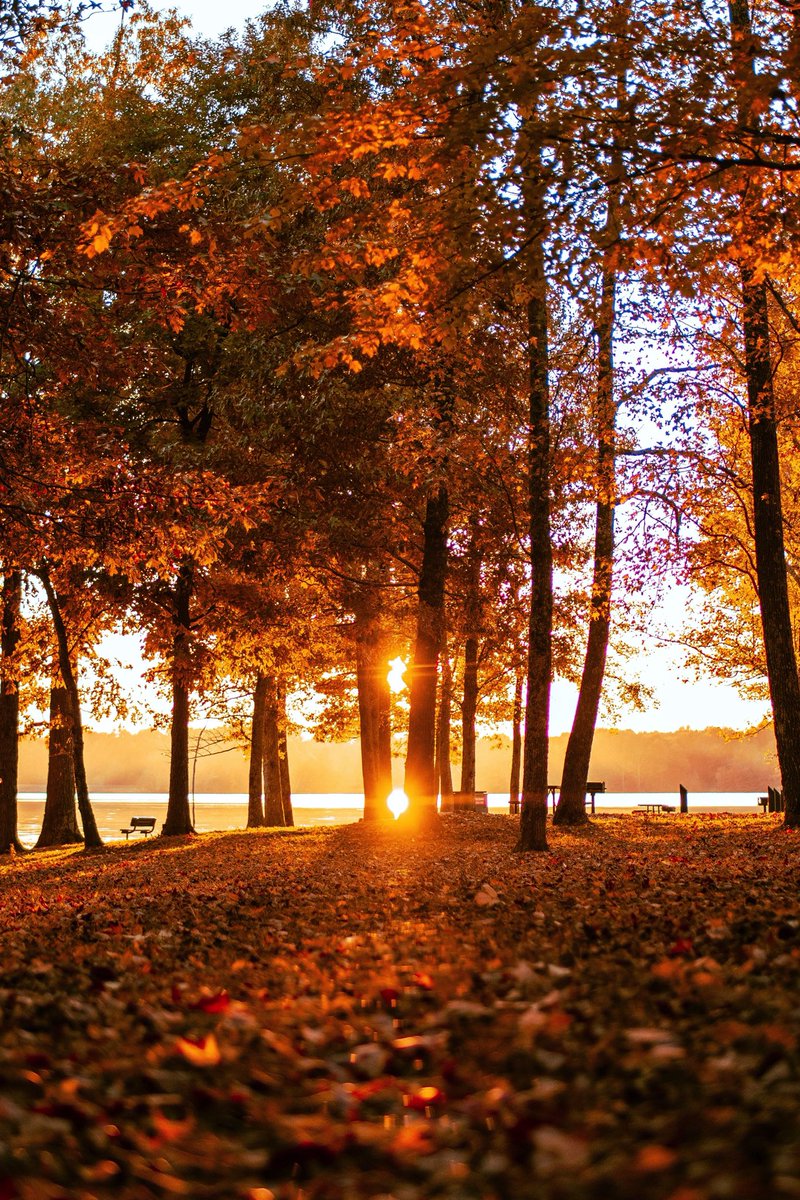 cly_hrn's tweet photo. autumn in arkansas🍁🍂 https://t.co/swEp1xMVol
