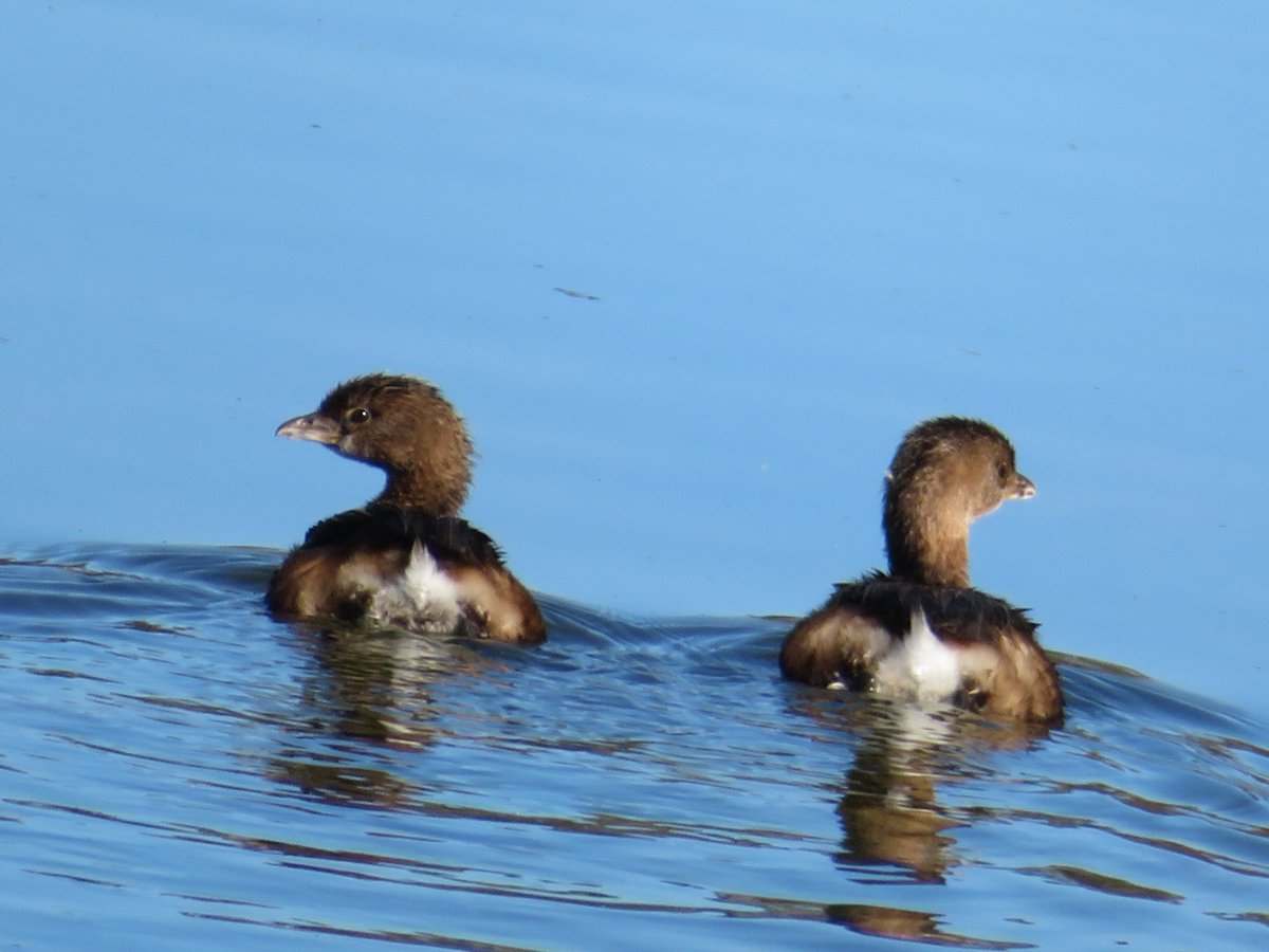 whatabirder's tweet photo. Pied-billed Grebes #theCutest #birds #birding #Texas #nature #birdwatching #wildlife #grebe #Podilymbus #ornithology #submarines https://t.co/4DN1zSDV35