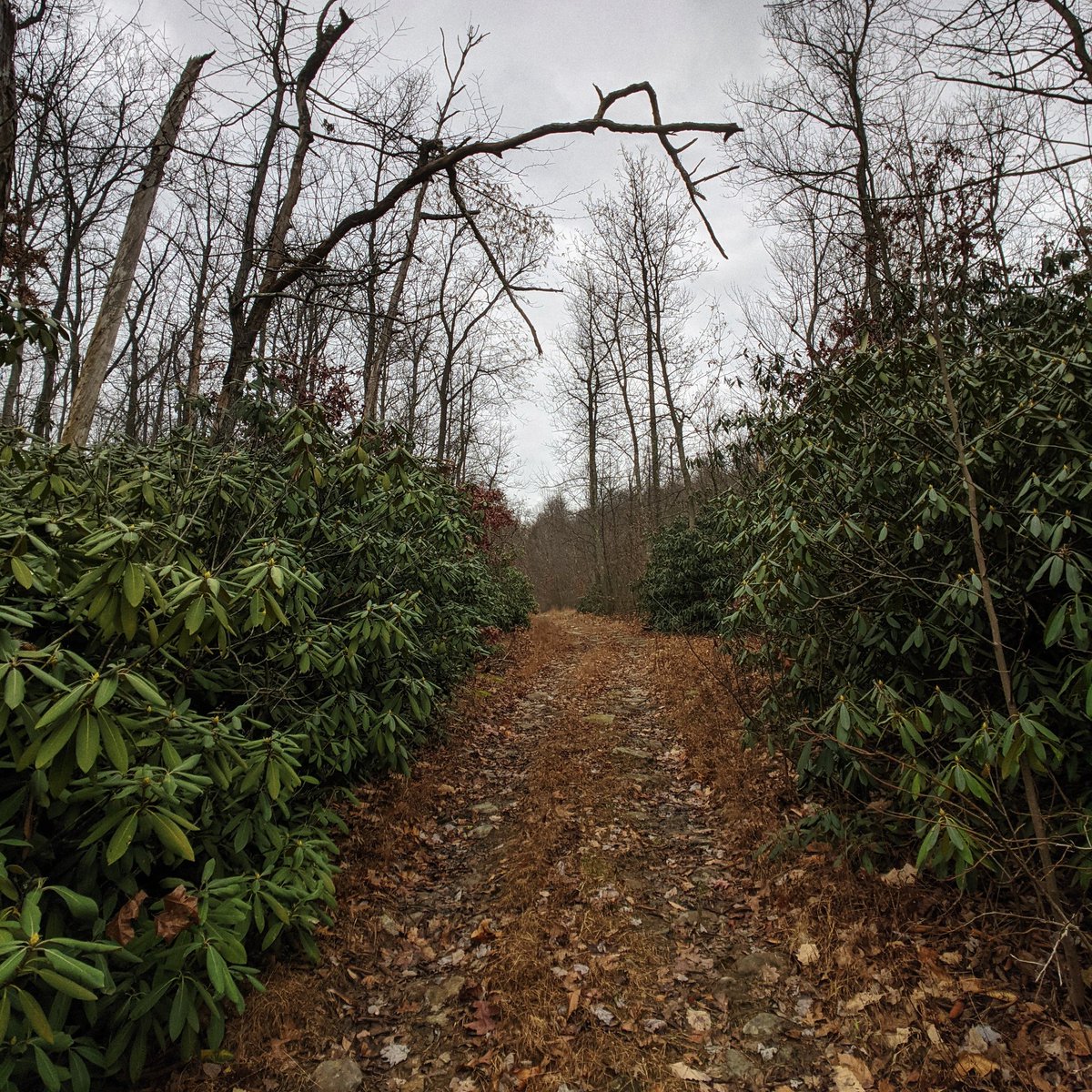 You had to go past this gate and up a mountain on a path closed in by rhododendrons. Couple miles of that, uphill.
