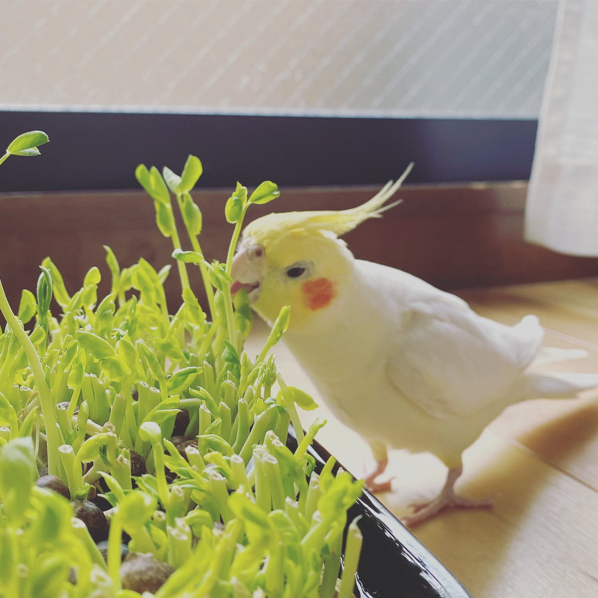 centrifuge000's tweet photo. 本日のインコ。
豆苗もぐもぐ。
.
.
Today's parakeet.
Pea sprouts. yum yum yum...
.
#cockatiellovers #cockatielsofinstagram #lutinocockatiel #cockatiellife #cockatiel #bird #lifewithbirds #pets #petsofinsta #petsofinstagram #calopsita #calopsitas #calopsitagram #cocatiel https://t.co/1yu1hwWrFA