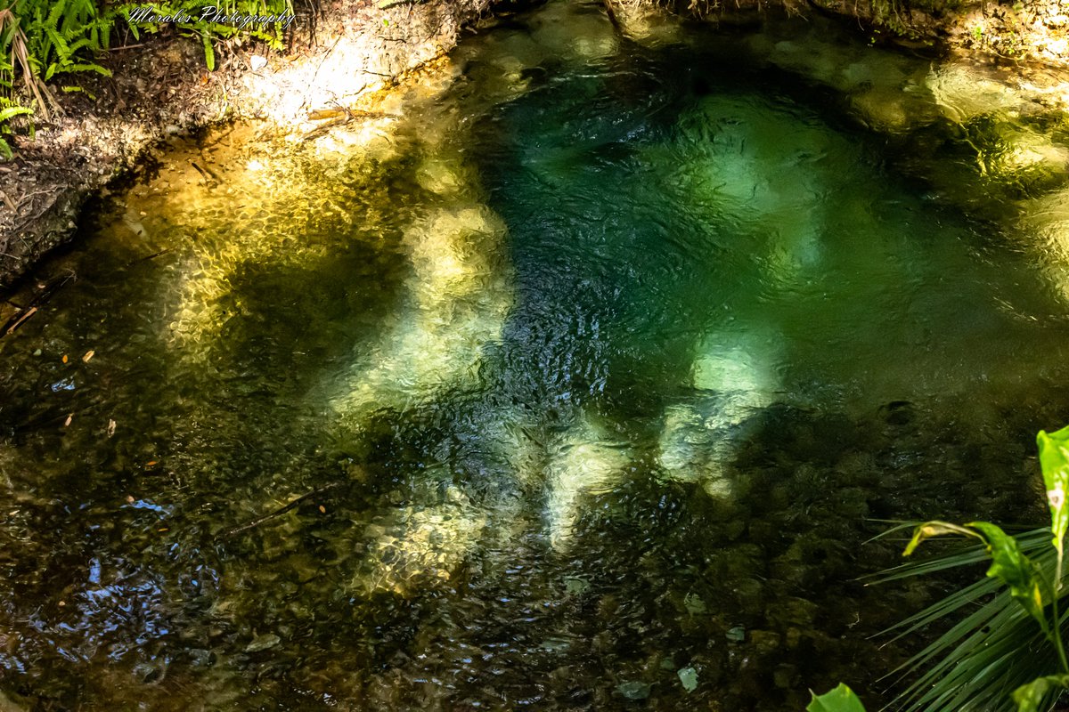 Look at the beauty of gemini spring... https://t.co/ik6JvyeOKa #florida #lovefl #photography #spring #manatial #fotografiadenaturaleza #paisaje #nature #naturephotography #parks #geminisprings #fotos #explore #discover #travels #trips #canon #canonphotography #canonUS https://t.co/GDgDHED0W8