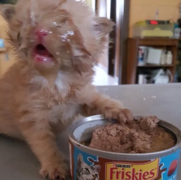 chiweethedog's tweet photo. you ever feel like this all the time https://t.co/7TtwFTYm9I