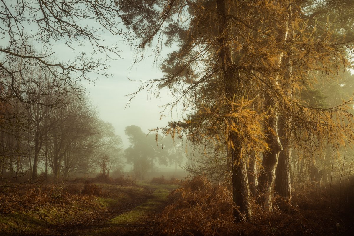 mark_lj's tweet photo. First time since taking up photography that I've not taken any misty woodland shots. I didn't really miss it till I looked through some oldies from the outskirts of Penrith https://t.co/10p3vywRYW