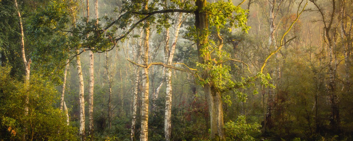 mark_lj's tweet photo. First time since taking up photography that I've not taken any misty woodland shots. I didn't really miss it till I looked through some oldies from the outskirts of Penrith https://t.co/10p3vywRYW