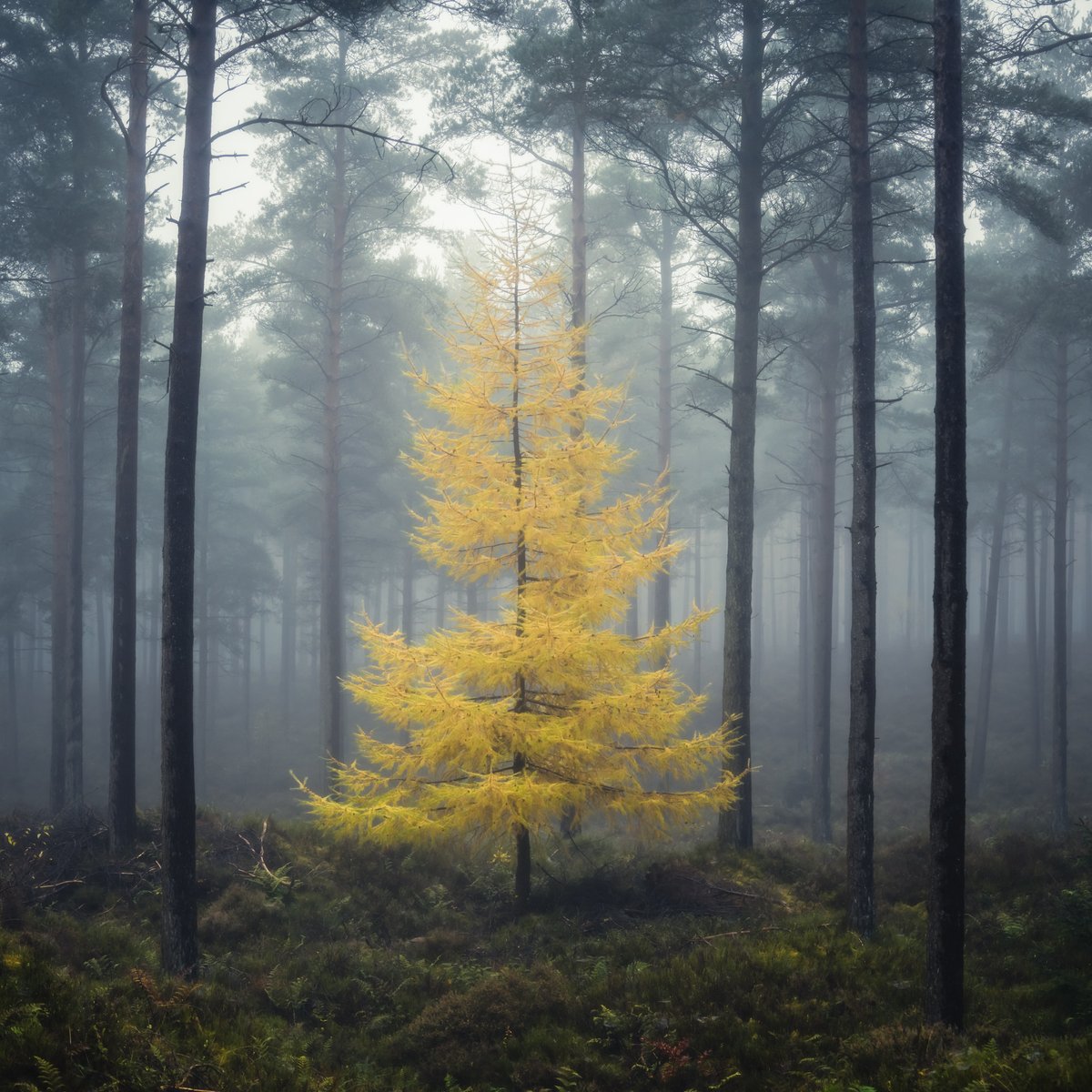 mark_lj's tweet photo. First time since taking up photography that I've not taken any misty woodland shots. I didn't really miss it till I looked through some oldies from the outskirts of Penrith https://t.co/10p3vywRYW