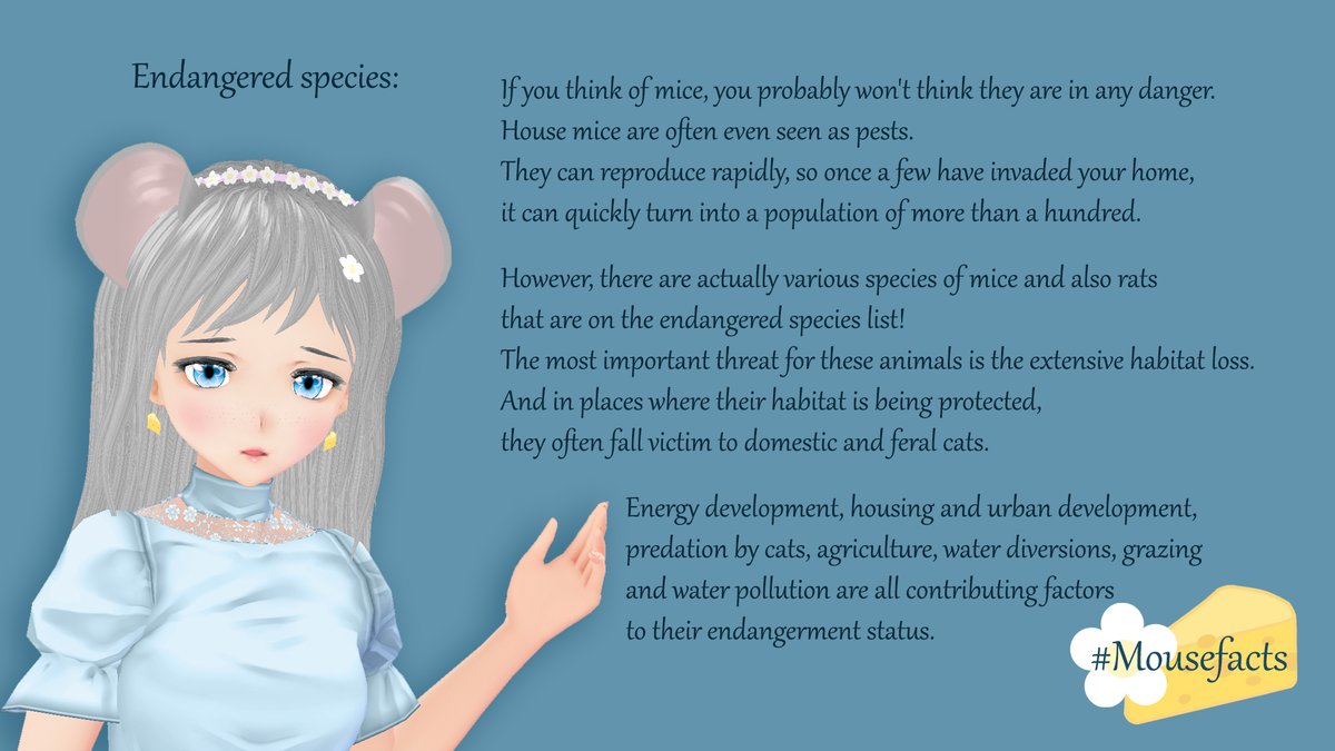 HinagikuNezuchi's tweet photo. Back with another #Mousefacts✨
Today I'm sharing quite a sad fact.
Most people would probably guess that mice are doing completely fine. However, there are actually quite some mice species that are on the endangered animals list!😢
#ENVtuber #新人Vtuber https://t.co/YnDVgs0TPy