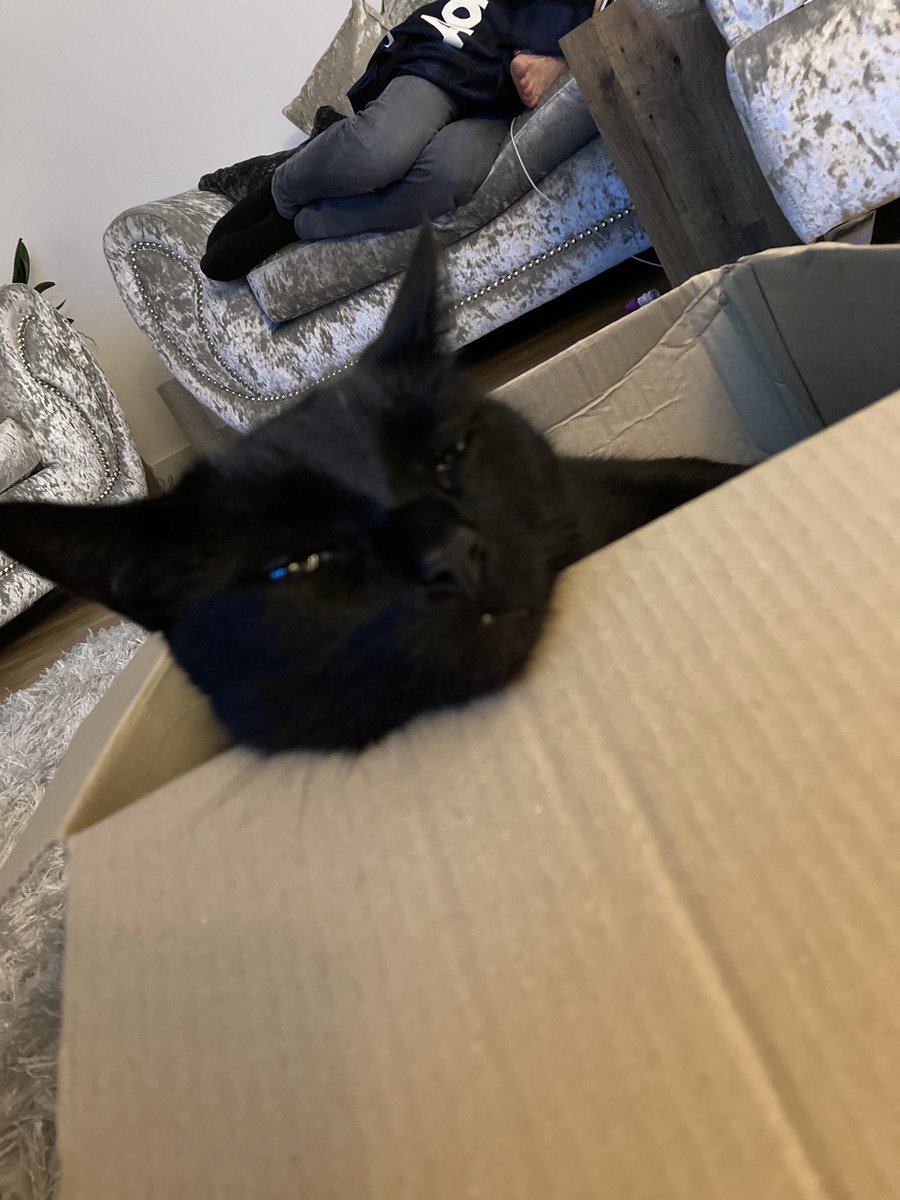 OllieBridge's tweet photo. @hillyjgs @rickygervais He’s back in his favourite box 😃 https://t.co/0RG8IPIBwl