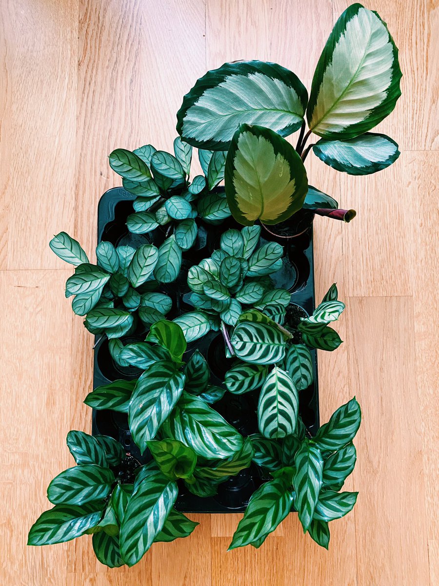 botanikbey's tweet photo. Peki bunların tatlılığı 😍👨🏻‍🌾 #plantbased #plant #plants #bitki https://t.co/eBlwXgHYMO