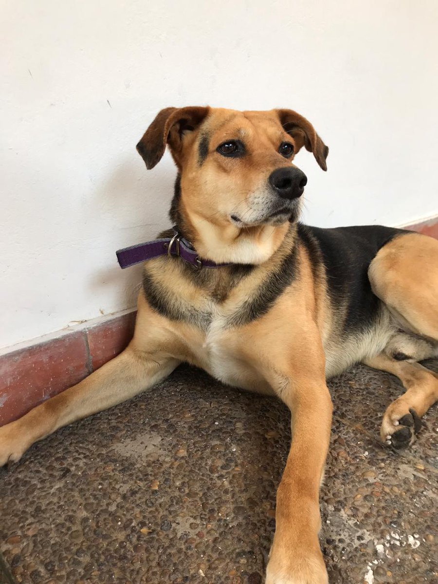 mcg1465's tweet photo. La historia de este perrito es triste. Tenía dueños, le abrían la puerta para que salga. 
Una noche lo encontré (buscando a TRINI), después aparecieron sus dueños. Lo llevé.
A pesar de mis pedidos, lo volvieron a soltar. 
En estos días casi lo atropella un auto. 
Sigue👇 https://t.co/8PbeY0mJBZ