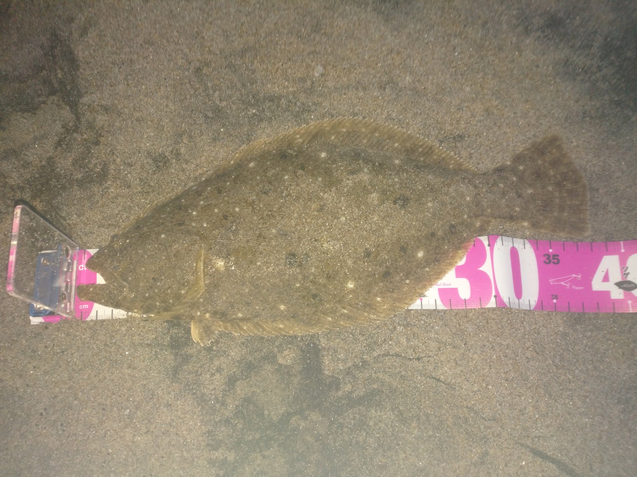 ソゲ Twitter Search Twitter