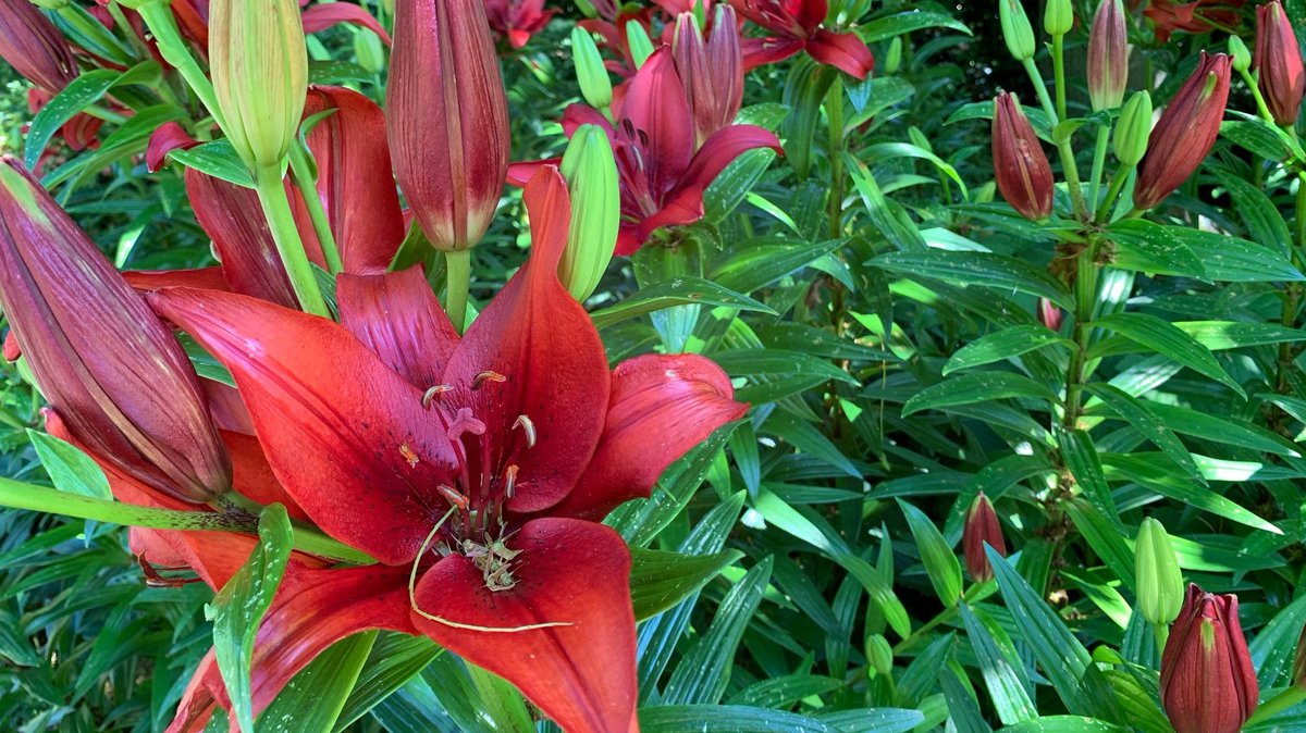 The Blue Mountains Botanic Garden tweet media