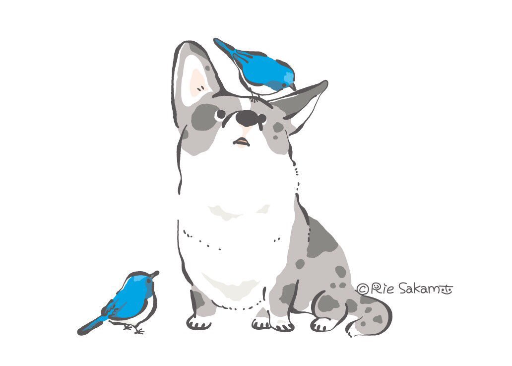 「#AnimalArtistsUnite 
Corgis and birds 」|サカモトリエ/イラストレーターのイラスト