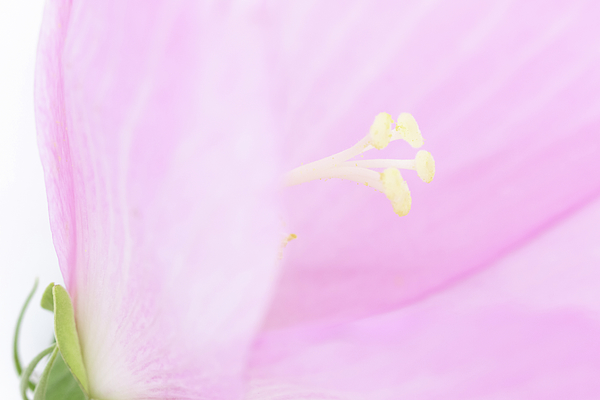 Erin McCandless Photography tweet media
