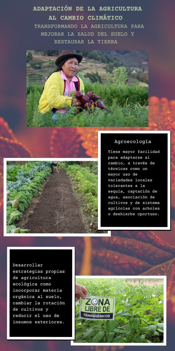 OrmasaDiana's tweet photo. Realizo mi #SERVICIOSOCIALUNADISTAENCASA del @SISSU_UNAD - Adaptación de la agricultura al cambio climático. https://t.co/pAsWZgFhKj