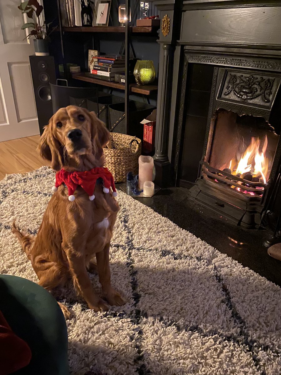 katiemilton's tweet photo. Willow is all set for her 1st #Latelatetoyshow 🎄 https://t.co/U9aUX6xZDg