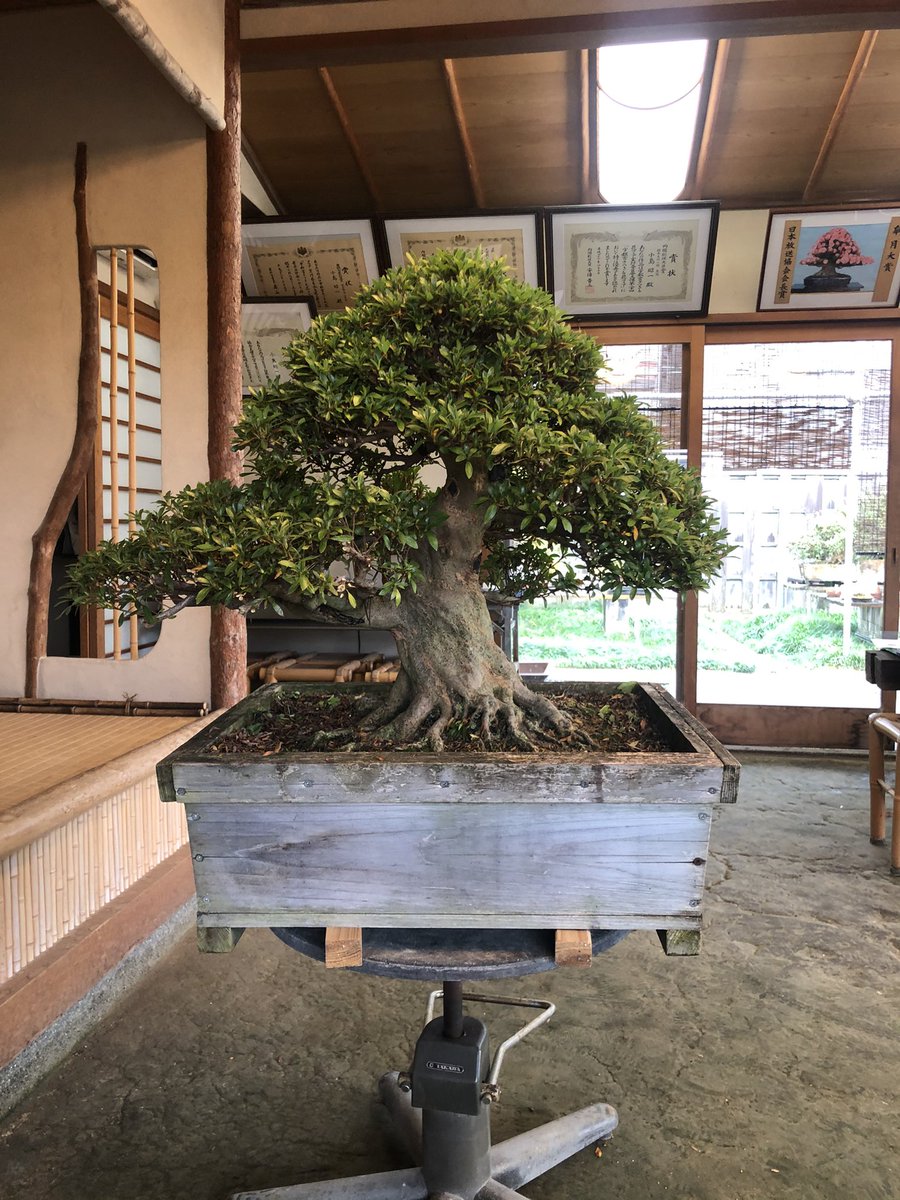 Taishi Mariko 眞利子 太志 おはようございます 剪定before After まだ少し取り残しがありますね 笑 皐月盆栽 剪定