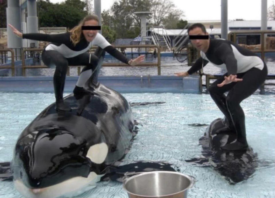 hondadeal4vets's tweet photo. Them : why do u hate Sea World.     Me.     : https://t.co/a8hvYnhfy2