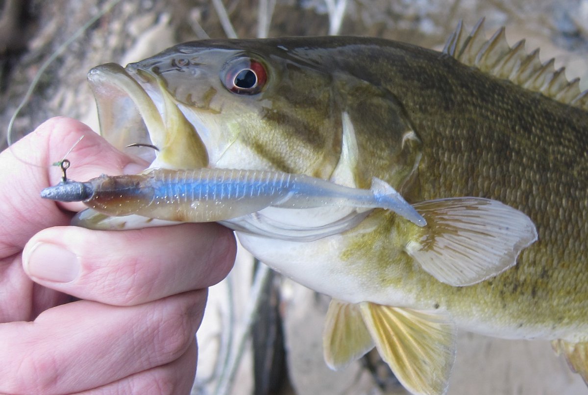 I caught Potomac #smallmouthbass in late November!  inreeltimefishing.blogspot.com/2020/11/thanks…