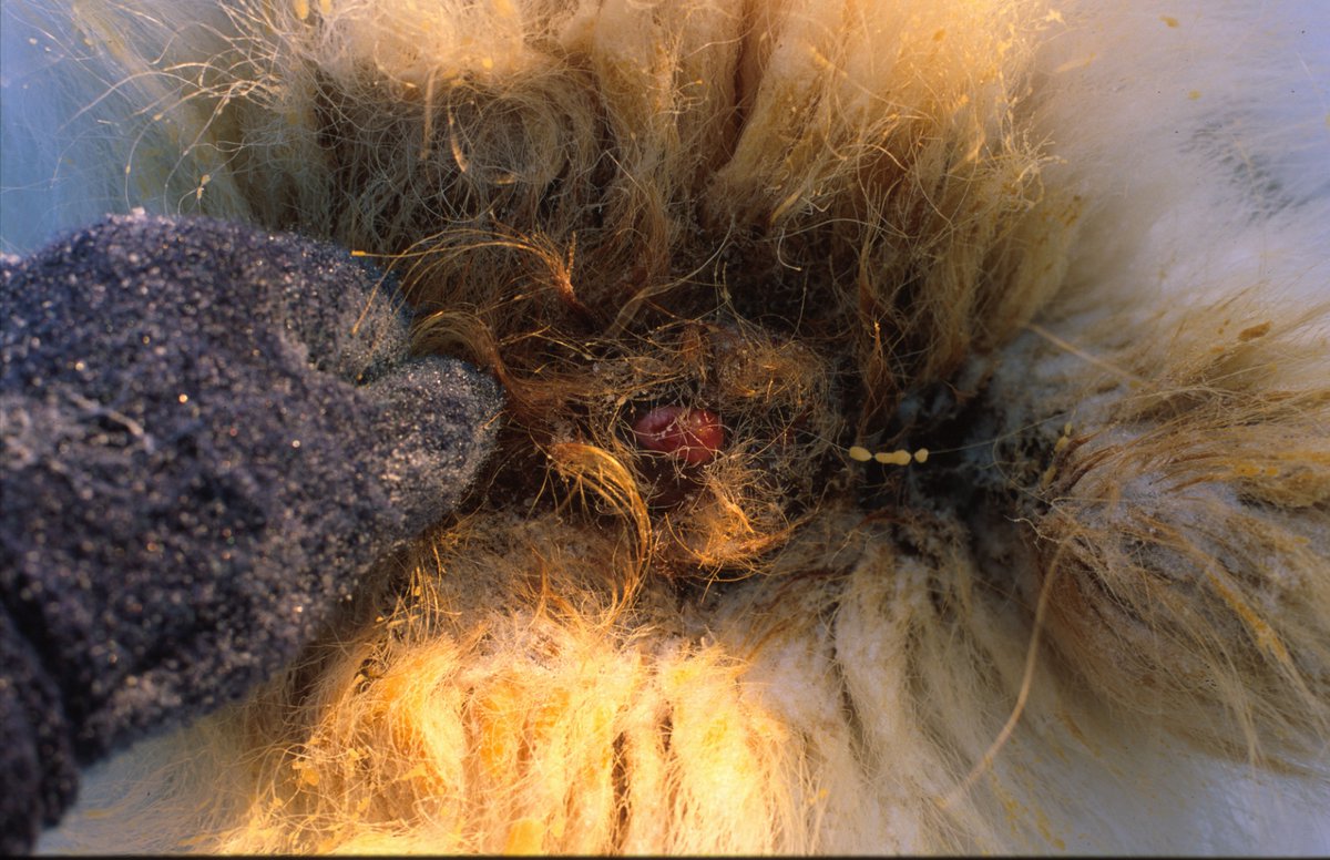 Andrew Derocher tweet media