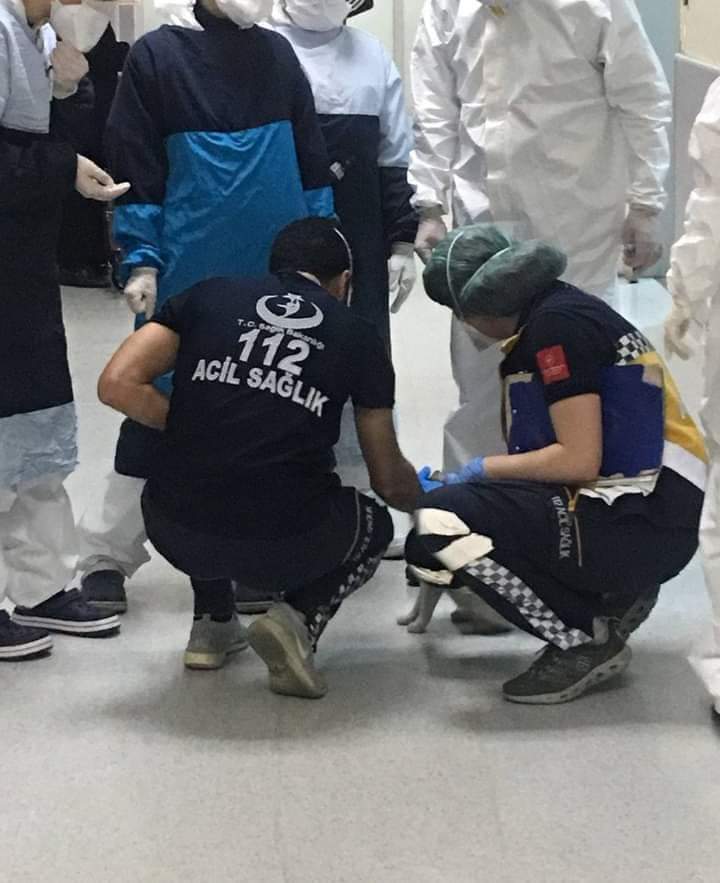 Um registro feito na Turquia emocionou o mundo todo. Nas fotos, uma gata leva o filhote doente a um hospital. Assim que profissionais se aproximam para ajudar, ela permite o contato e aguarda enquanto o bebê é tratado