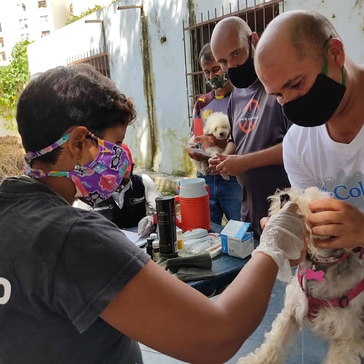 FNevadoCarabobo's tweet photo. En el sector Las Palmeras del municipio Naguanagua fueron atendidos con consulta, desparasitación y aplicación de vacuna antirrábica 100 caninos y 25 felinos.

#Carabobo 
#MisiónCarabobo https://t.co/Y5r6ytGbLo