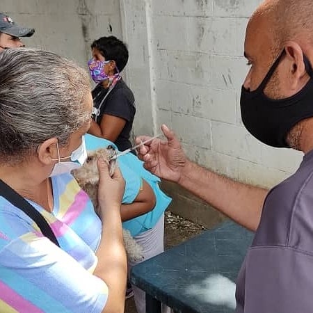FNevadoCarabobo's tweet photo. En el sector Las Palmeras del municipio Naguanagua fueron atendidos con consulta, desparasitación y aplicación de vacuna antirrábica 100 caninos y 25 felinos.

#Carabobo 
#MisiónCarabobo https://t.co/Y5r6ytGbLo
