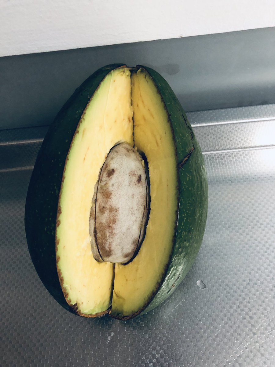 rschuddeboom's tweet photo. He viajado en más que 100 países y ahora lo sé: los aguacates 🥑 de Venezuela son los más ricos en el mundo! #milrazonesparaAmaravenezuela @NLinVenezuela https://t.co/je7x1P7A60