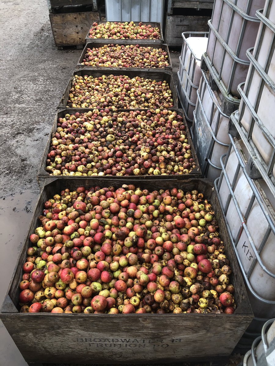 Another one and a half tonnes of apples pressed today which would have otherwise been wasted - making 1,000 litres of juice 🍎🍏 #apples #recycle #dontwastethem #propercider https://t.co/7m7Jr1ikKQ